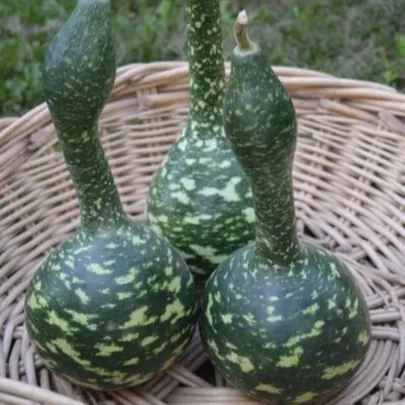Tekvica okrasná Cobra - Lagenaria siceraria - semená - 5 ks