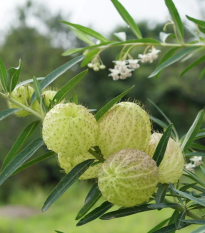 Gompokarpus mechúrikovitý - Gomphocarpus physocarpus - semená - 30 ks