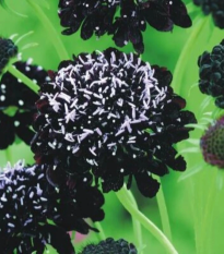 Chrastavec tmavonachový Black Knight - Scabiosa atropurpurea - semená - 30 ks