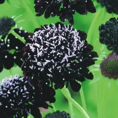 Chrastavec tmavonachový Black Knight - Scabiosa atropurpurea - semená - 30 ks