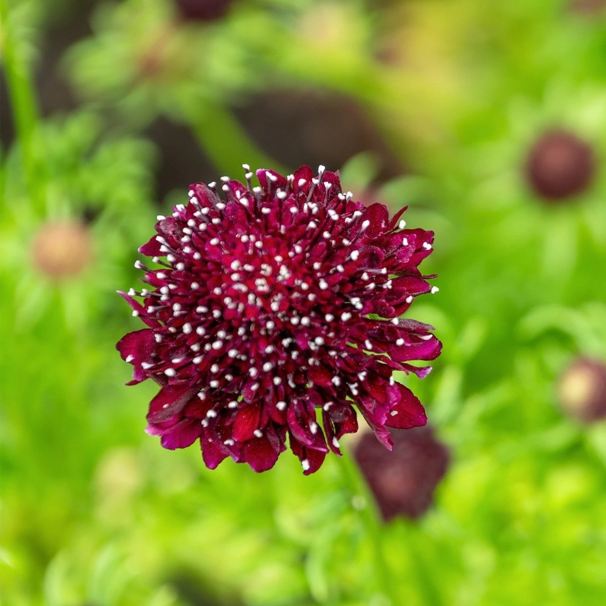 Chrastavec tmavočervený Fire King - Scabiosa atropurpurea - semená - 30 ks