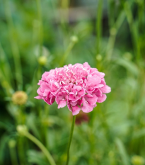 Chrastavec lososový QIS Salmon - Scabiosa atropurpurea - semená - 30 ks