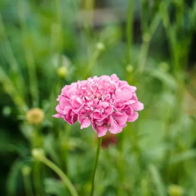 Chrastavec lososový QIS Salmon - Scabiosa atropurpurea - semená - 30 ks