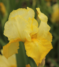 Kosatec nemecký Maui Moonlight - Iris germanica - hľuzy - 1 ks