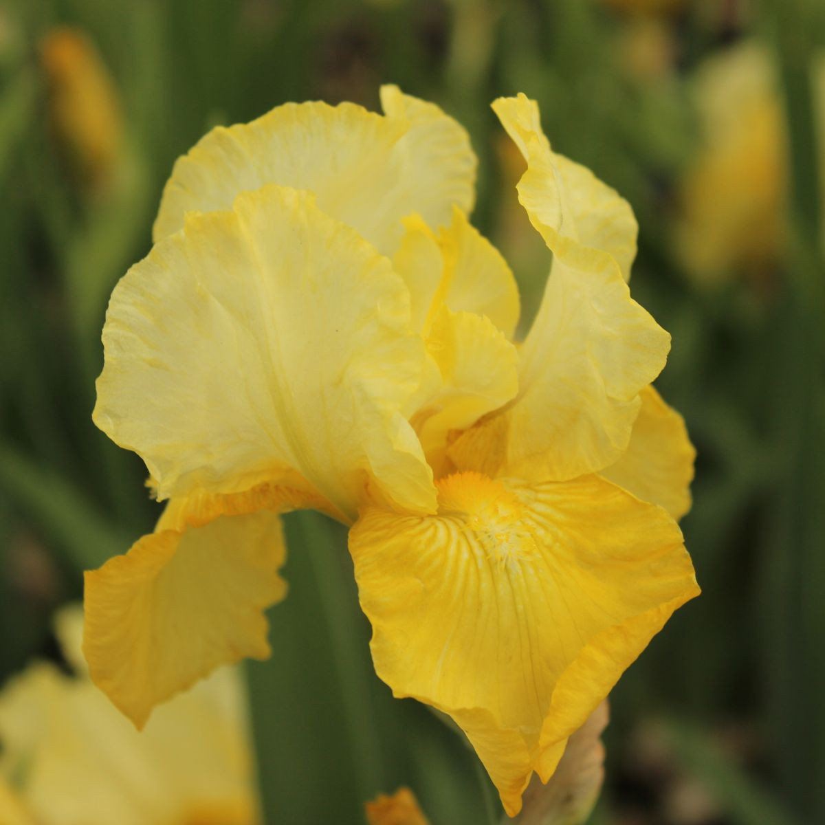 Kosatec nemecký Maui Moonlight - Iris germanica - hľuzy - 1 ks