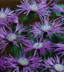 Amberboa ostnitá Desert Star - Amberboa muricata - semená - 50 ks