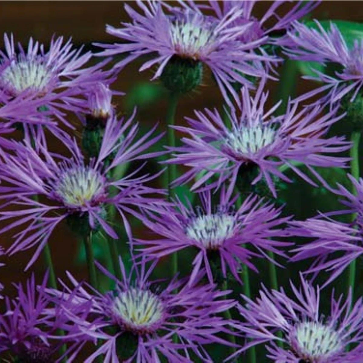 Amberboa ostnitá Desert Star - Amberboa muricata - semená - 50 ks