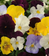 Sirôtka záhradná Cool Wave zmes farieb F1 - Viola x wittrockiana - semená - 10 ks