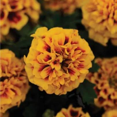Aksamietnica rozložitá Hot Pak Fire - Tagetes patula - semená - 30 ks
