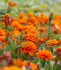 Aksamietnica rozkladitá Hot Pak Orange - Tagetes patula - semená - 30 ks