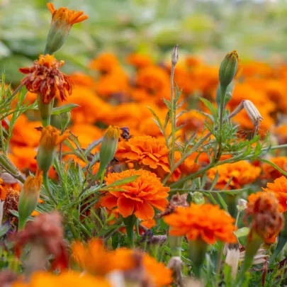 Aksamietnica rozkladitá Hot Pak Orange - Tagetes patula - semená - 30 ks