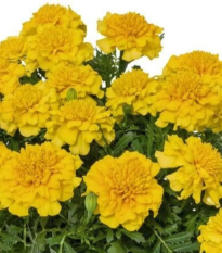 Aksamietnica rozložitá Super Hero Deep Yellow - Tagetes patula - semená - 30 ks