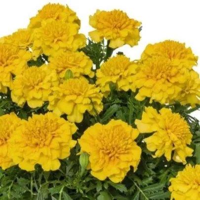 Aksamietnica rozložitá Super Hero Deep Yellow - Tagetes patula - semená - 30 ks