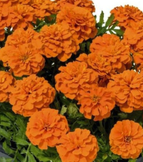 Aksamietnica rozložitá Super Hero Deep Orange - Tagetes patula - semená - 30 ks