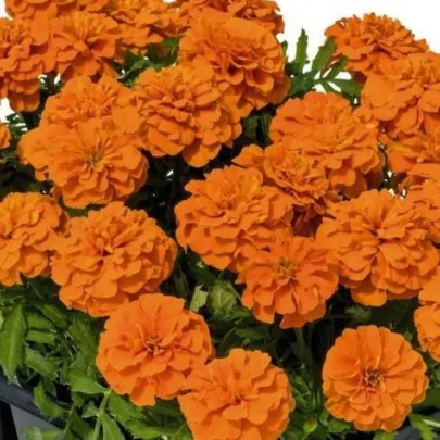 Aksamietnica rozložitá Super Hero Deep Orange - Tagetes patula - semená - 30 ks