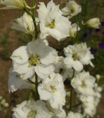 Ostrôžka poľná biela - Consolida regalis - semená - 100 ks