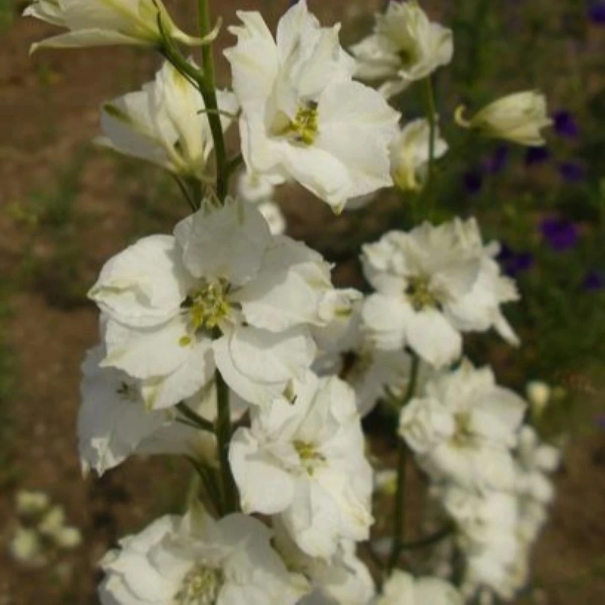 Ostrôžka poľná biela - Consolida regalis - semená - 100 ks
