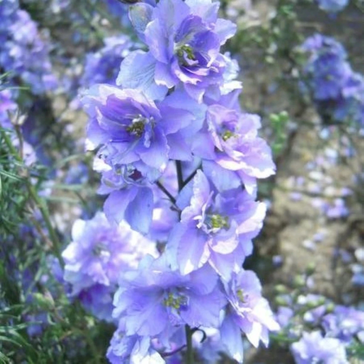 Ostrôžka poľná fialová - Consolida regalis - semená - 100 ks