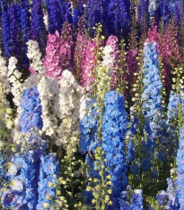 Ostrôžka poľná zmes farieb - Consolida regalis - semená - 100 ks