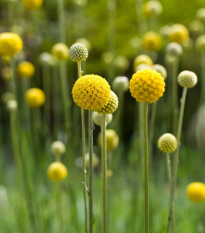 Kraspédia guľovitá Trommelstock - Craspedia globosa - semená - 170 ks