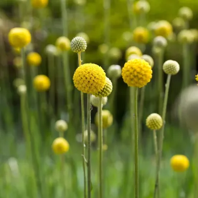 Kraspédia guľovitá Trommelstock - Craspedia globosa - semená - 170 ks