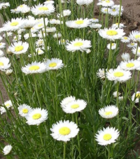 Slamienka biela - Helipterum roseum - semená - 0,5 g