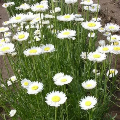 Slamienka biela - Helipterum roseum - semená - 0,5 g