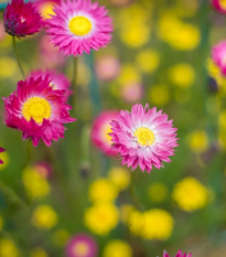 Slamienka ružová - Helipterum roseum - semená - 0,5 g