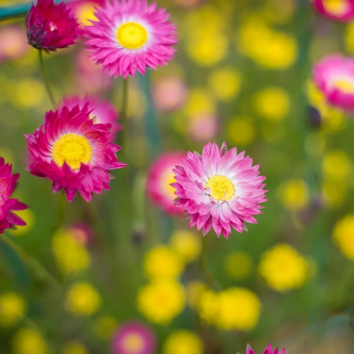 Slamienka ružová - Helipterum roseum - semená - 0,5 g