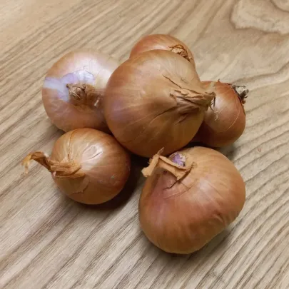 BIO Cibuľa šalotka Biztro - Allium cepa - bio cibuľky - 150 g