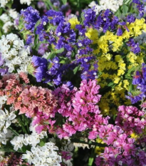 Limonka zohnutá QIS zmes farieb - Limonium sinuatum - semená - 50 ks