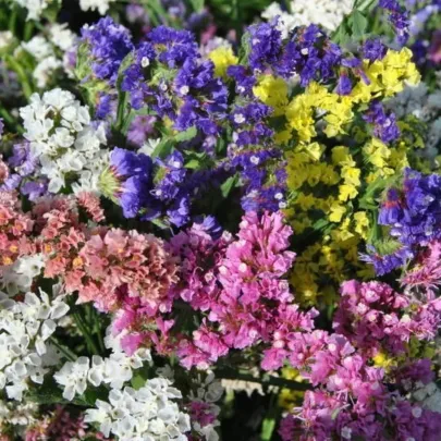 Limonka zohnutá QIS zmes farieb - Limonium sinuatum - semená - 50 ks