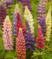 Lupina mnoholistá Russel Mix - Lupinus polyphyllus - semená - 20 ks