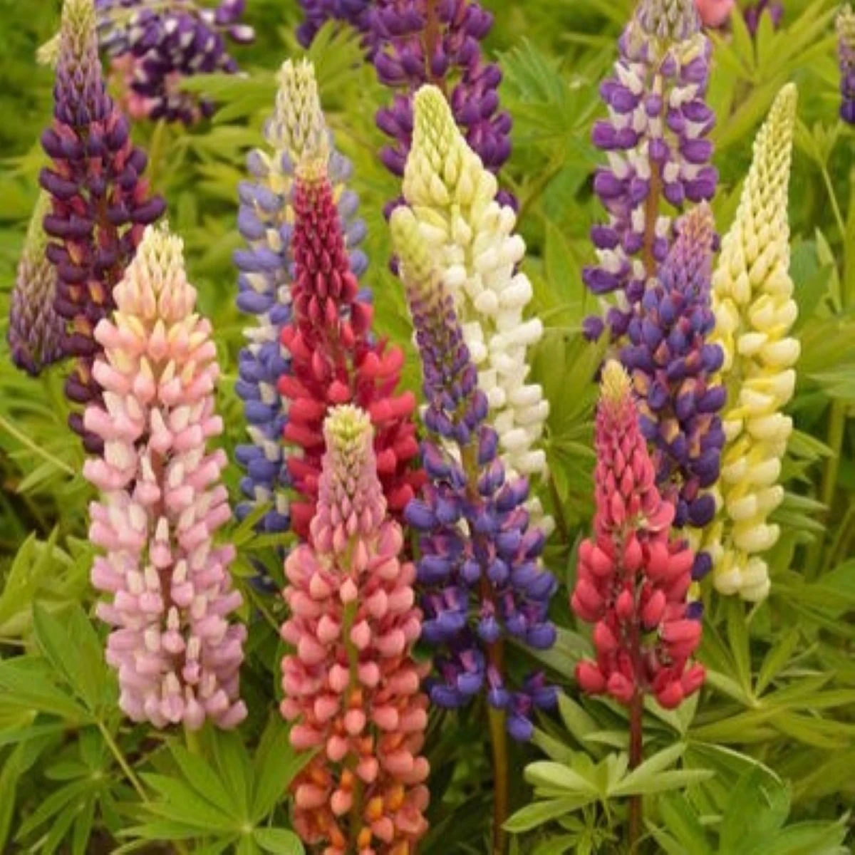 Lupina mnoholistá Russel Mix - Lupinus polyphyllus - semená - 20 ks