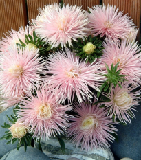 Astra čínska Starlight Light Pink - Callistephus chinensis - semená - 50 ks