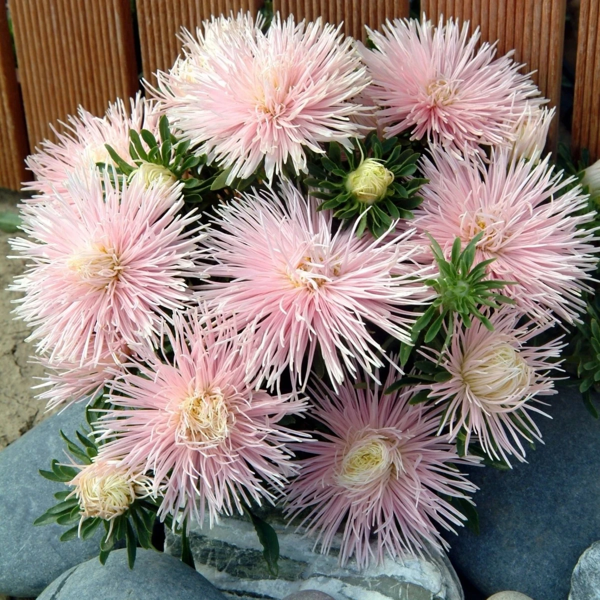 Astra čínska Starlight Light Pink - Callistephus chinensis - semená - 50 ks