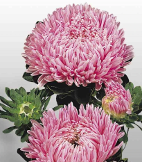 Astra čínska Matador Salmon Pink - Callistephus chinensis - semená - 50 ks