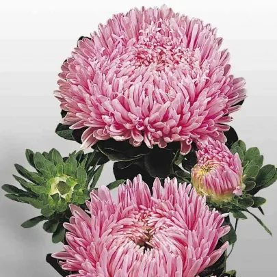 Astra čínska Matador Salmon Pink - Callistephus chinensis - semená - 50 ks