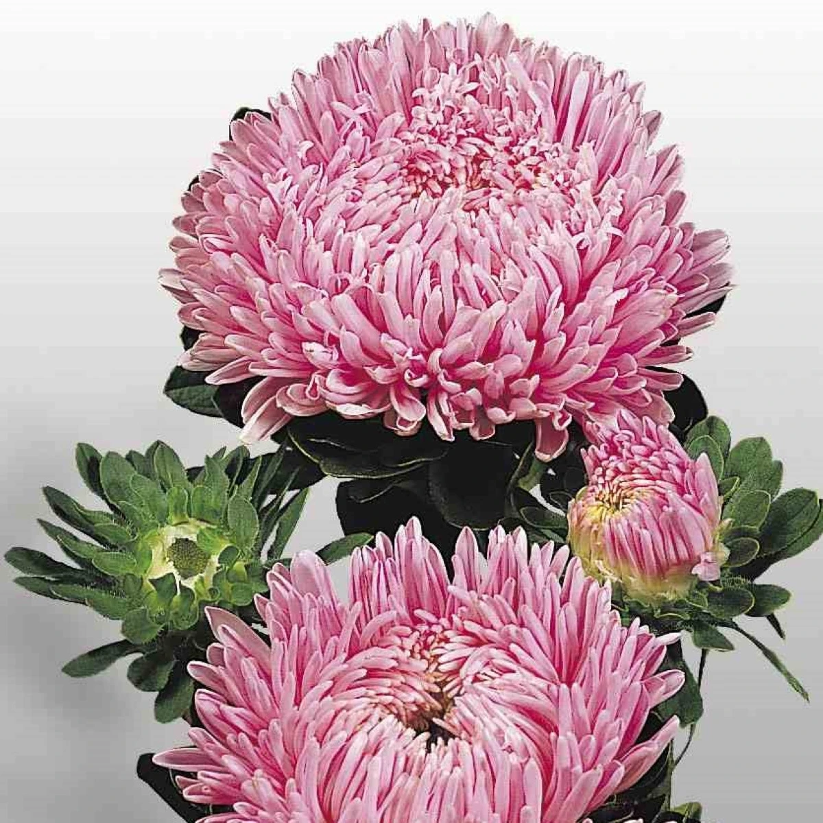 Astra čínska Matador Salmon Pink - Callistephus chinensis - semená - 50 ks