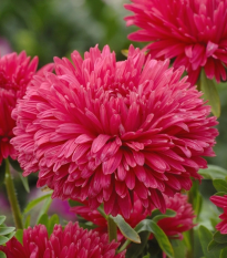 Astra čínska King Size Red - Callistephus chinensis - semená - 50 ks