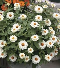 Cínia pôvabná plnokvetá biela Profusion Double White - Zinnia elegans - semená - 15 ks