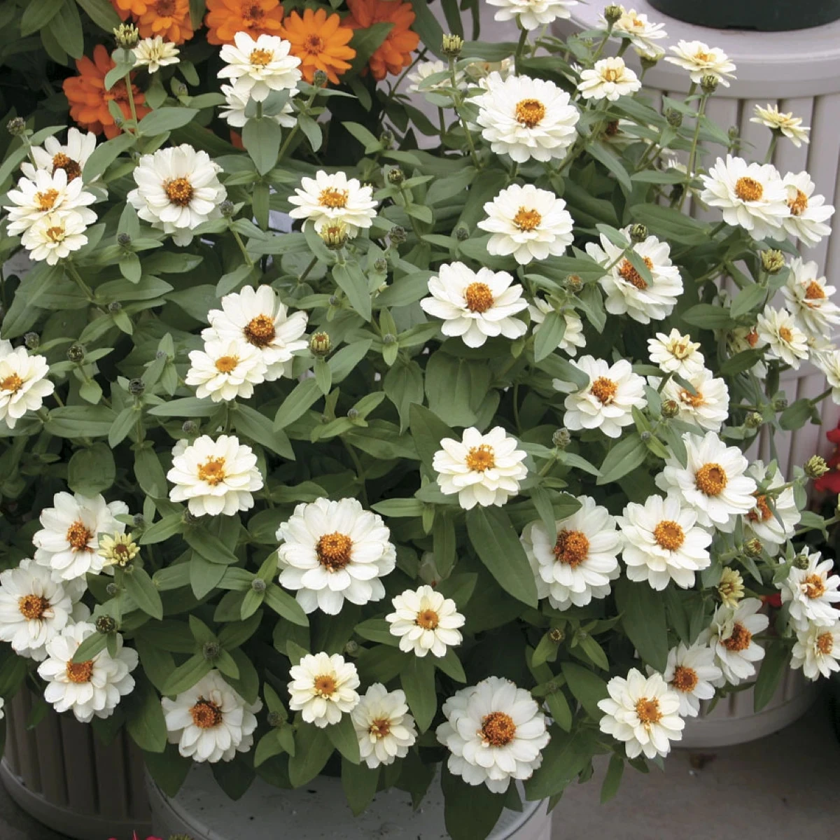 Cínia pôvabná plnokvetá biela Profusion Double White - Zinnia elegans - semená - 15 ks