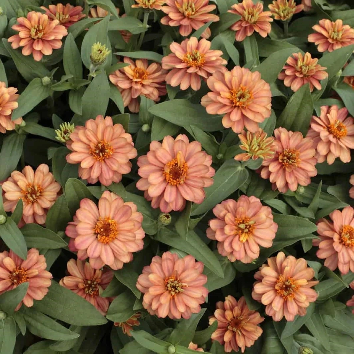 Cínia pôvabná plnokvetá ružová Profusion Double Deep Salmon - Zinnia elegans - semená - 15 ks