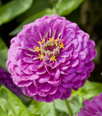 Cínia pôvabná Purple Prince - Zinnia elegans - semená - 50 ks
