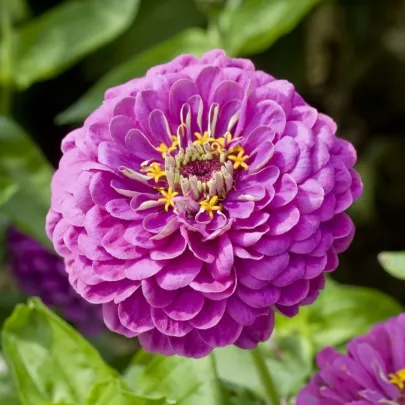 Cínia pôvabná Purple Prince - Zinnia elegans - semená - 50 ks