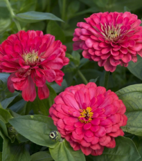 Cínia pôvabná Illumination - Zinnia elegans - semená - 50 ks
