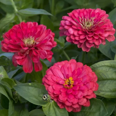 Cínia pôvabná Illumination - Zinnia elegans - semená - 50 ks