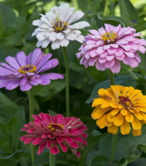 Cínia pôvabná Field Grown Mixure - Zinnia elegans - semena - 50 ks