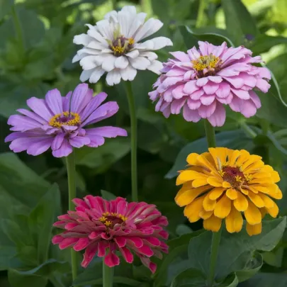 Cínia pôvabná Field Grown Mixure - Zinnia elegans - semena - 50 ks