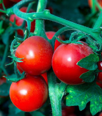 Paradajka Tornado F1 - Solanum lycopersicum - semená - 20 ks